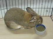 2nd Jun 2012 - Humungo the Rabbit