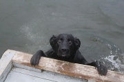 2nd Jun 2012 - "I lied.....I don't really know how to swim!"~Murdock 