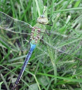 2nd Jun 2012 - Dragonfly