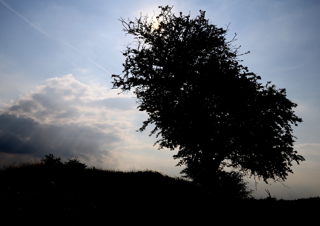 Silhouette of a Tree by andycoleborn