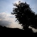 Silhouette of a Tree by andycoleborn