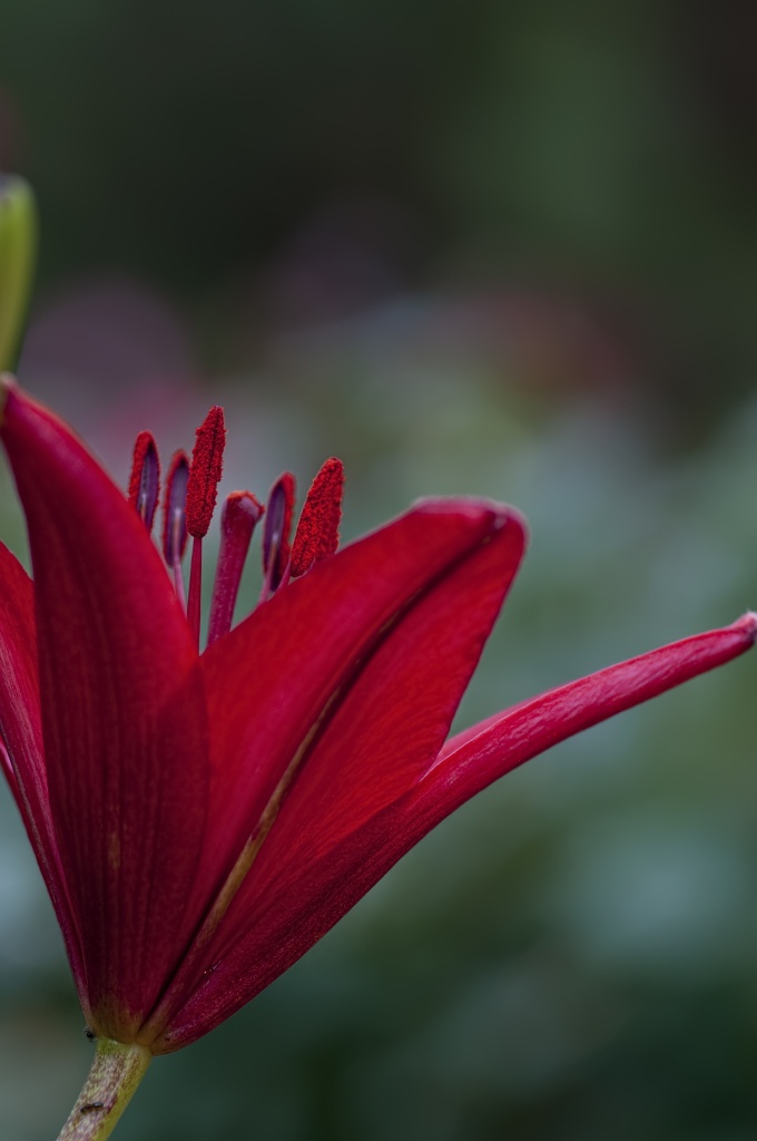 Nighttime Lily by lstasel