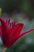 2nd Jun 2012 - Nighttime Lily