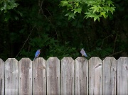 3rd Jun 2012 - Male bluebird thoughts... Best viewed large!