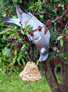 3rd Jun 2012 - cheeky pigeon