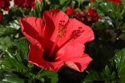 3rd Jun 2012 - My hibiscus bloomed!