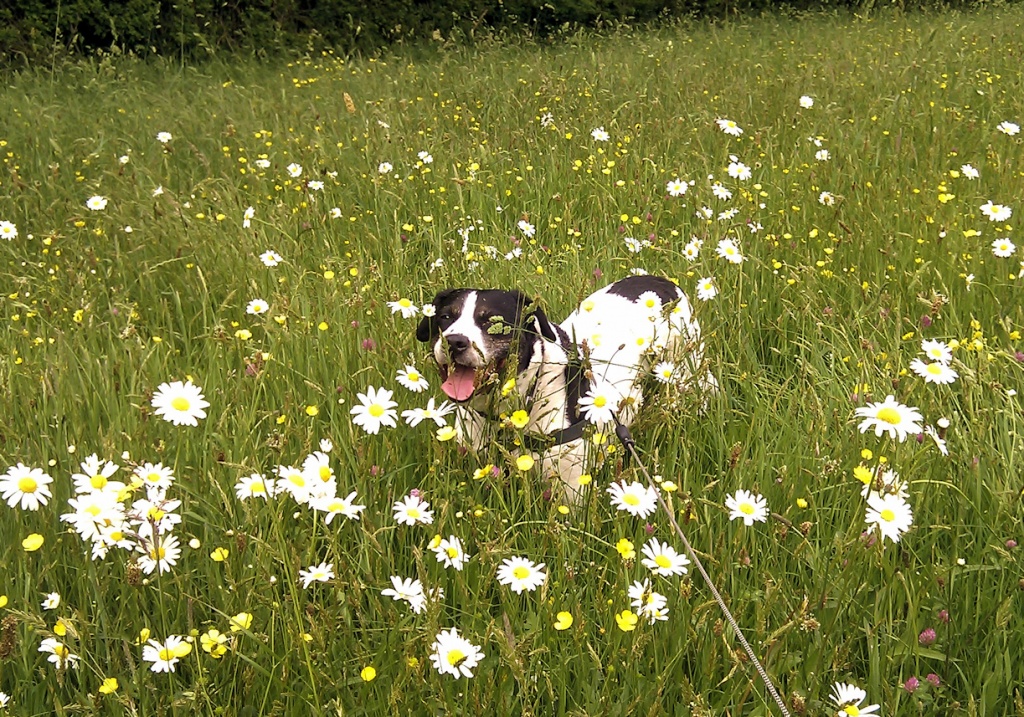 Dog in the Daisies by bulldog