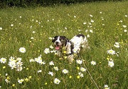 3rd Jun 2012 - Dog in the Daisies