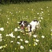 Dog in the Daisies by bulldog