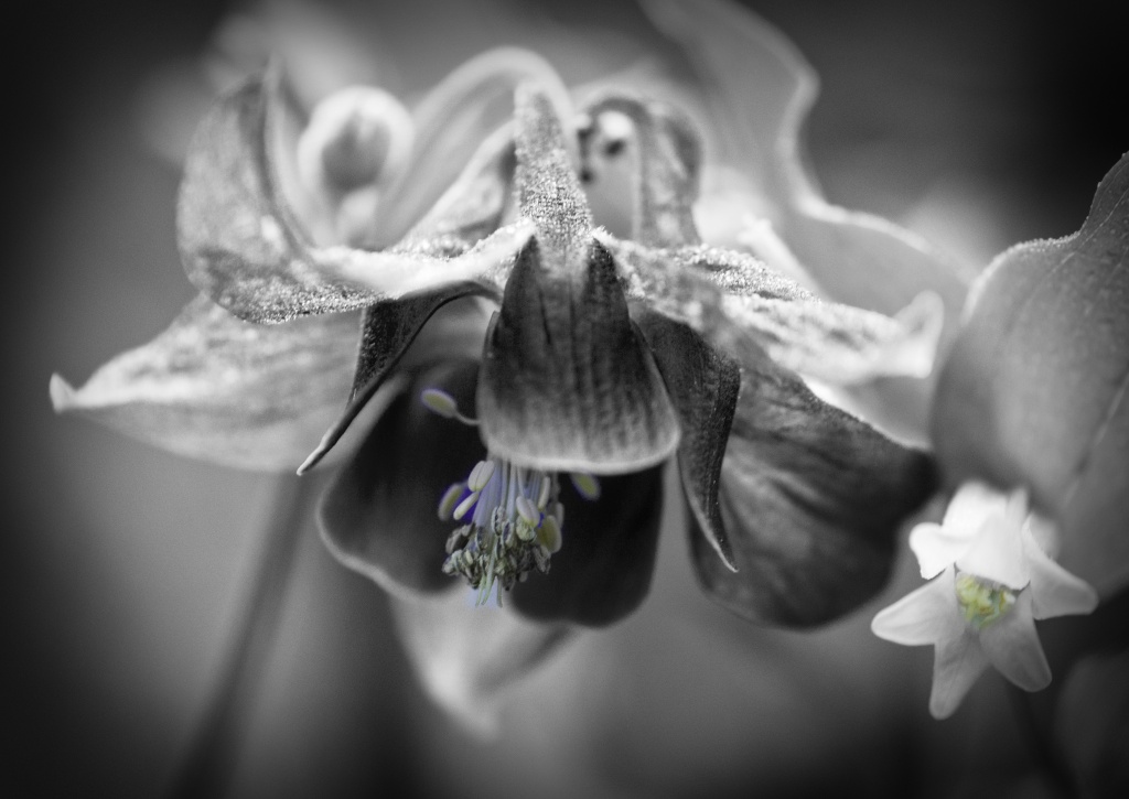 Black and White with a Touch of Color by jgpittenger