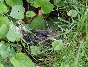 3rd Jun 2012 - Baby blackbird