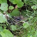 Baby blackbird by rosiekind