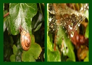 31st May 2012 - Macro Diptych