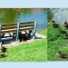 Ducks galore by bruni