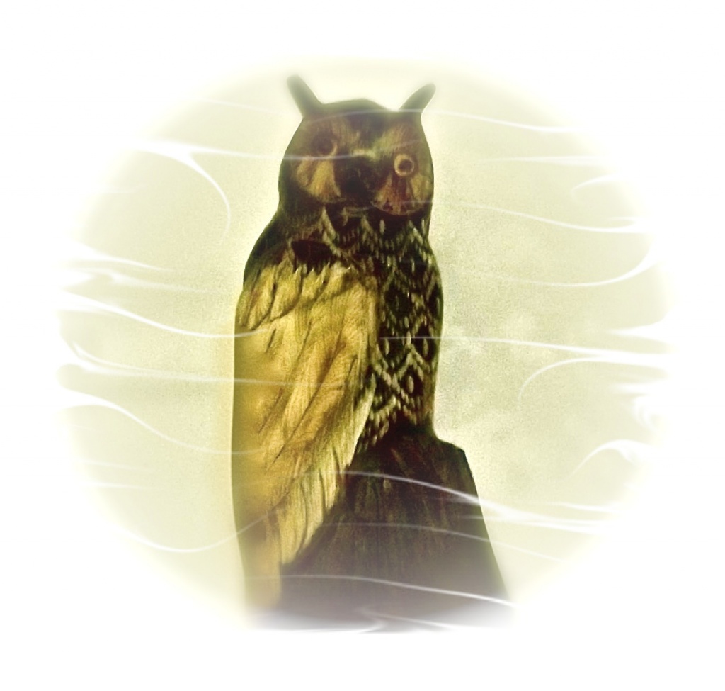 Canadian Owl by maggiemae