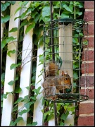 4th Jun 2012 - Squirrel-Proof Bird Feeder