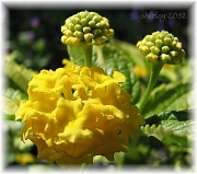 4th Jun 2012 - lantana in yellow