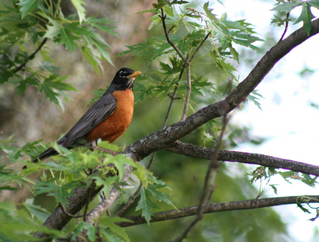 Robin sitting on a branch by mittens