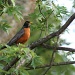 Robin sitting on a branch by mittens