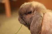3rd Jun 2012 - Rescued rabbit eating clover.