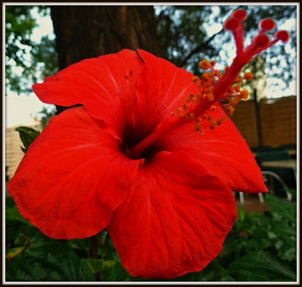 flower by tonygig
