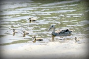 14th May 2012 - Ducklings!