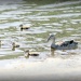 Ducklings! by melinareyes
