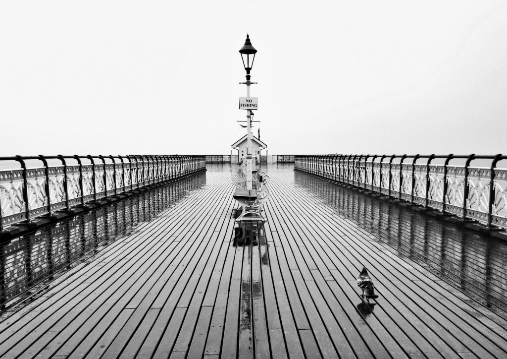 Lone Pigeon on the Pier by rich57