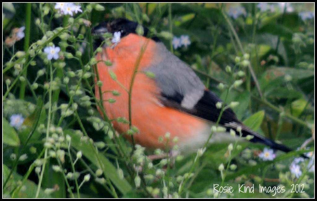 Bullfinch by rosiekind