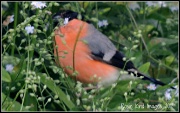 4th Jun 2012 - Bullfinch