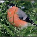 Bullfinch by rosiekind