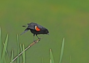 5th Jun 2012 - Red Winged Blackbird