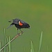 Red Winged Blackbird by rob257