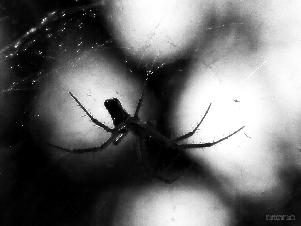 The spider from "Krull"... Best viewed large! by marlboromaam