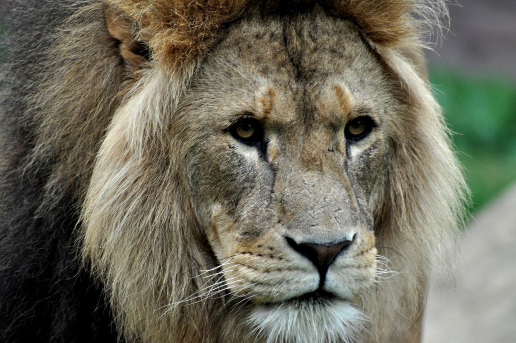 Lion by andycoleborn