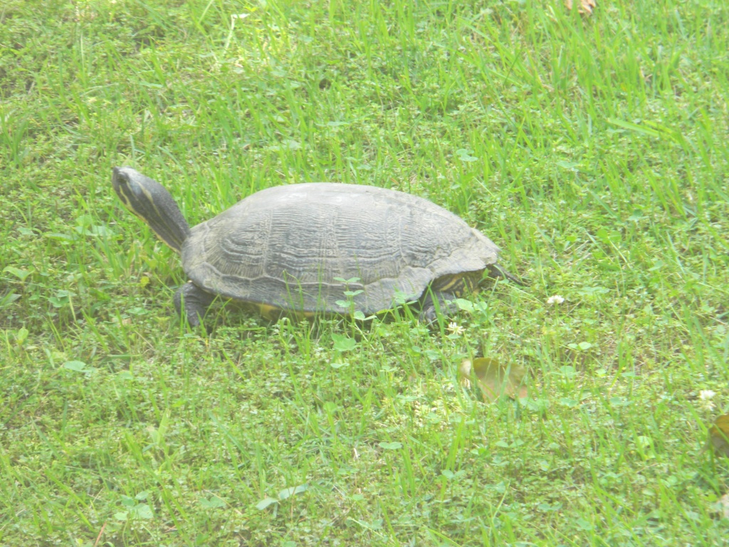 Turtle in Frontyard 6.4.12 by sfeldphotos