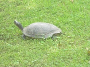 4th Jun 2012 - Turtle in Frontyard 6.4.12
