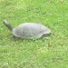 Turtle in Frontyard 6.4.12 by sfeldphotos