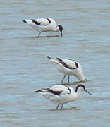 20th Aug 2011 - Avocets at Trimley Marshes