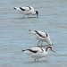 Avocets at Trimley Marshes by lellie