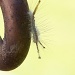 Some kind of caterpillar... by marlboromaam