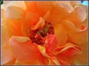 3rd Jun 2012 - Birthday Rose