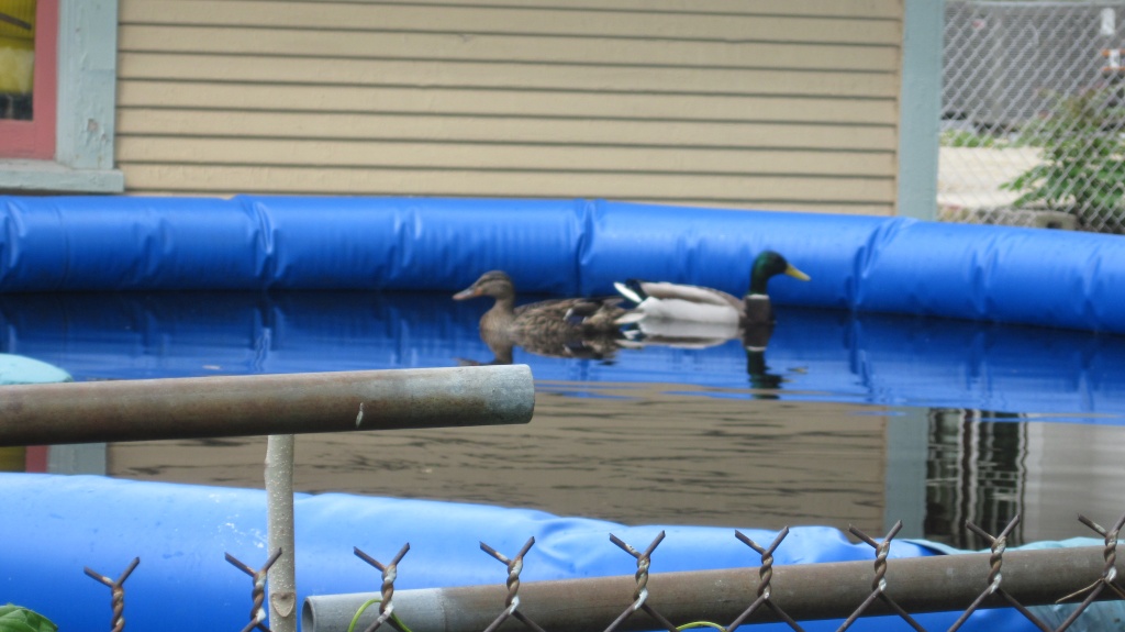A pair of ducks in the neighbors' pool by kchuk