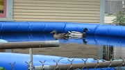 4th Jun 2012 - A pair of ducks in the neighbors' pool