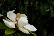 4th Jun 2012 - Magnolia