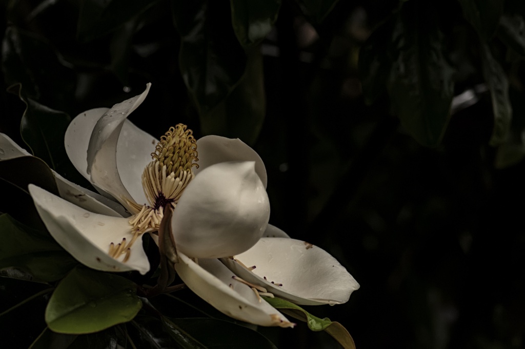 Low Key Magnolia by lstasel