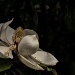 Low Key Magnolia by lstasel
