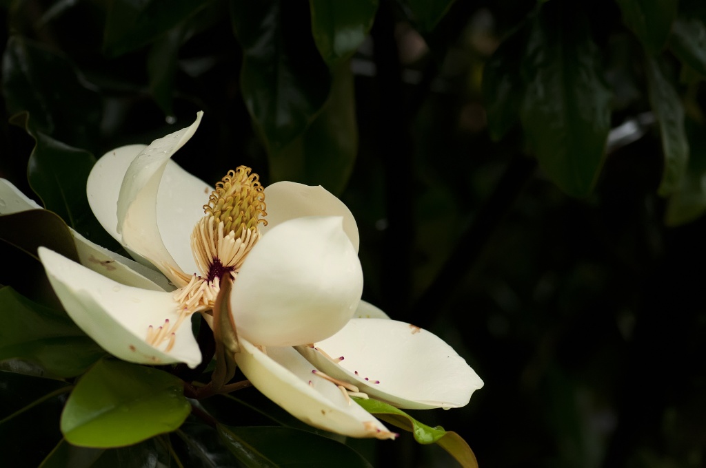 Curves Magnolia by lstasel