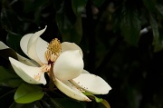 3rd Jun 2012 - Curves Magnolia