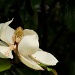 Curves Magnolia by lstasel